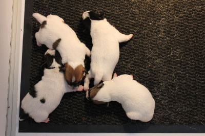 des Gres de Malleville - Jack Russell Terrier - Portée née le 21/12/2023