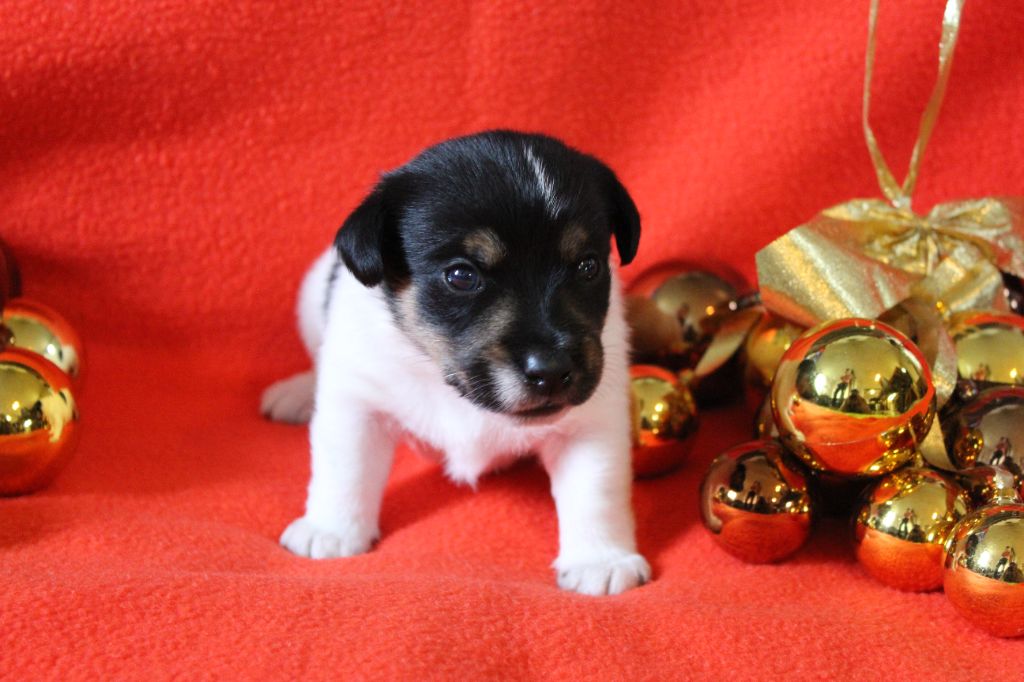 des Gres de Malleville - Chiot disponible  - Jack Russell Terrier