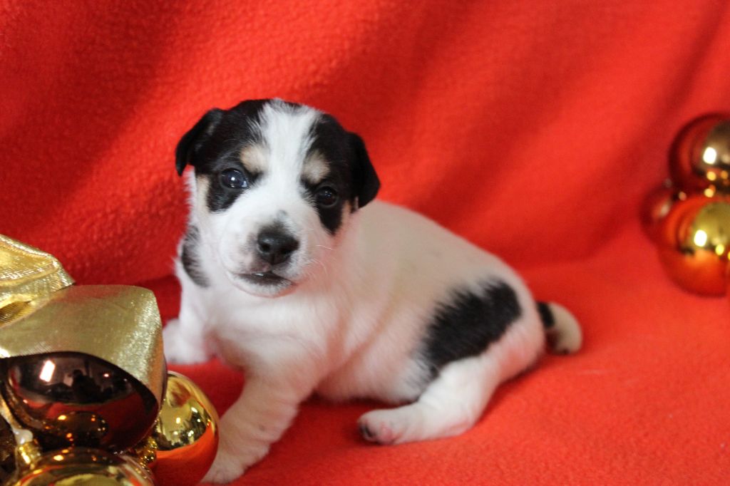 des Gres de Malleville - Chiot disponible  - Jack Russell Terrier