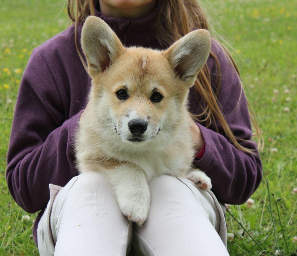 des Gres de Malleville - Chiot disponible  - Welsh Corgi Pembroke