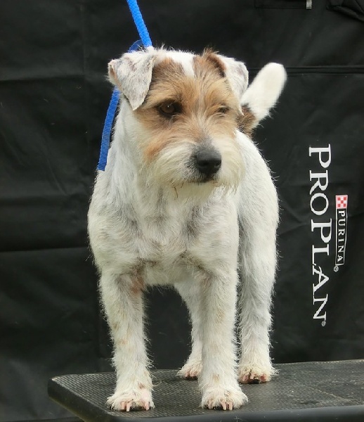 CH. Foxy des Gres de Malleville