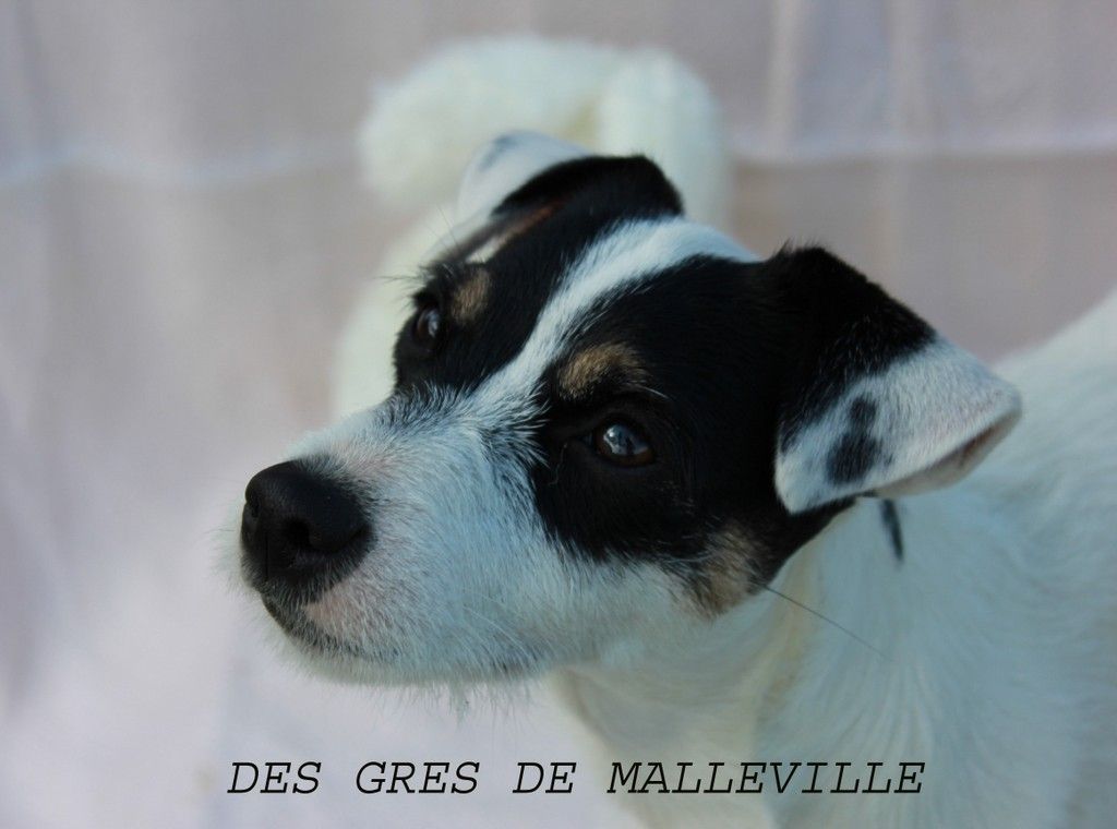 Miss panda des Gres de Malleville