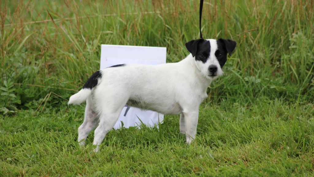 Renard-roxy des Gres de Malleville
