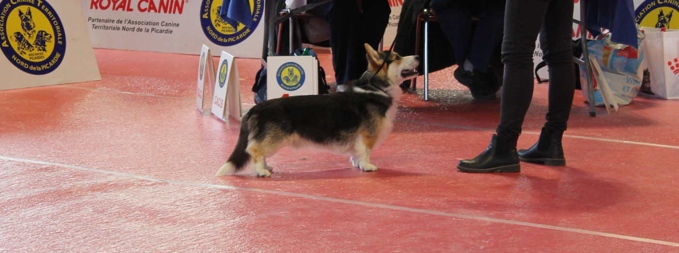 ASTON De La Stella Del Pyrame