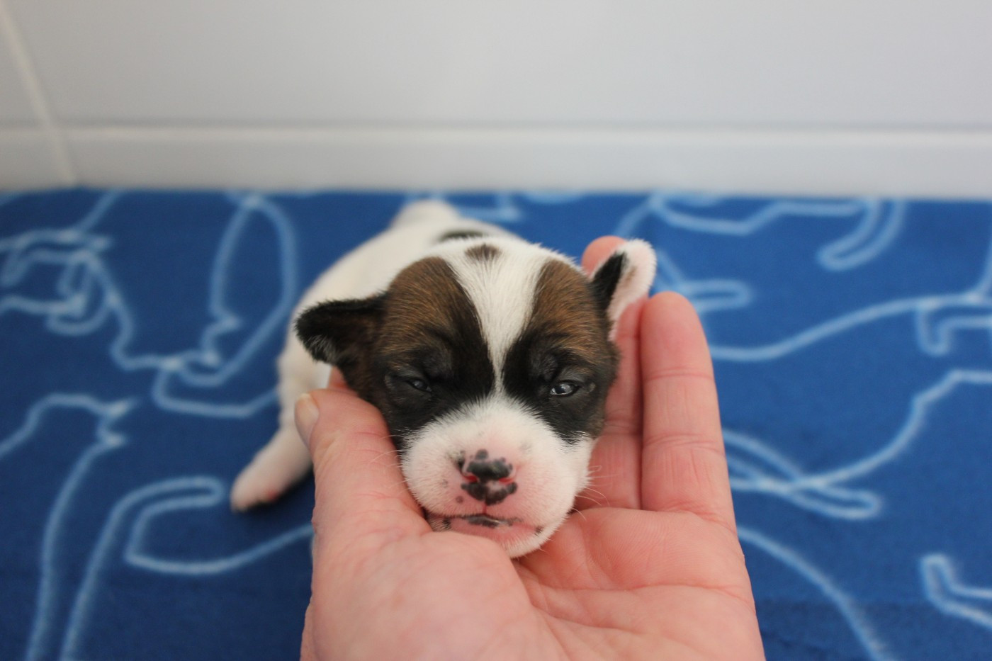 des Gres de Malleville - Chiots disponibles - Jack Russell Terrier