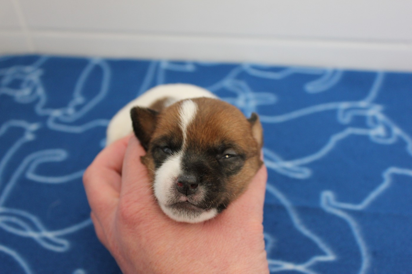des Gres de Malleville - Chiots disponibles - Jack Russell Terrier