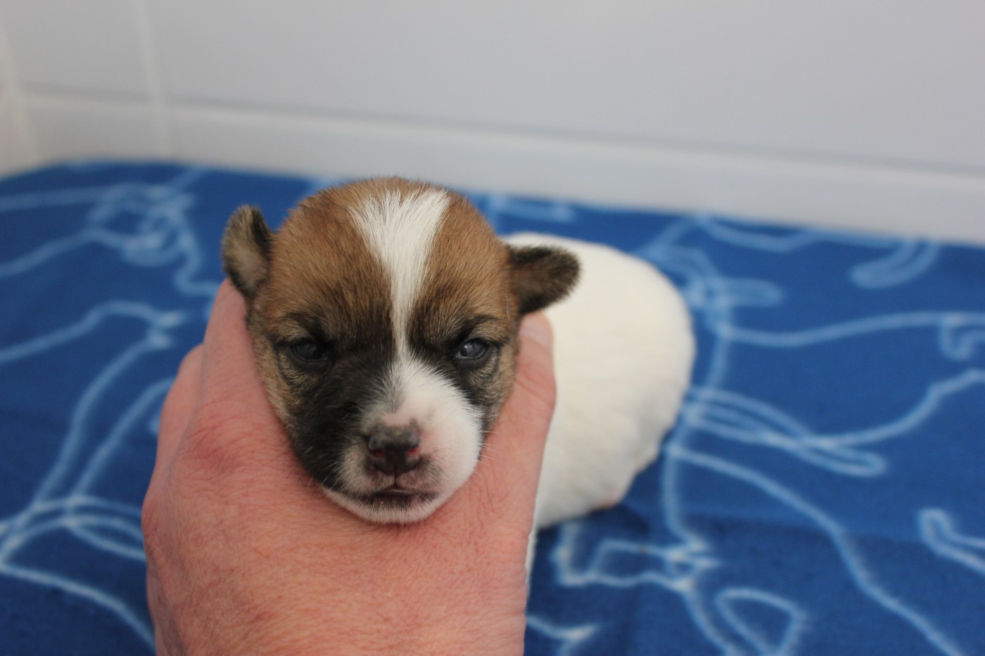 des Gres de Malleville - Chiots disponibles - Jack Russell Terrier