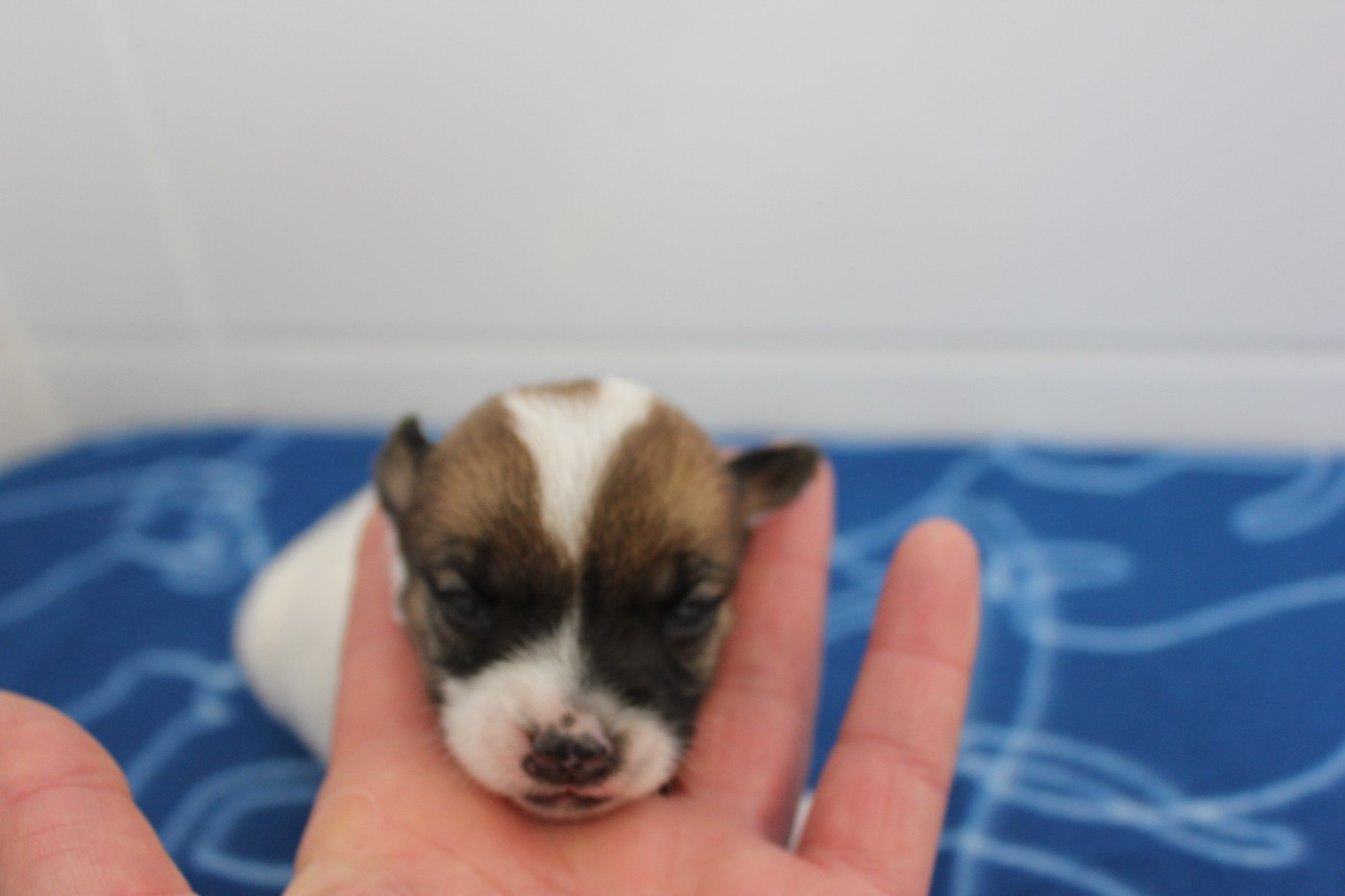 des Gres de Malleville - Chiots disponibles - Jack Russell Terrier