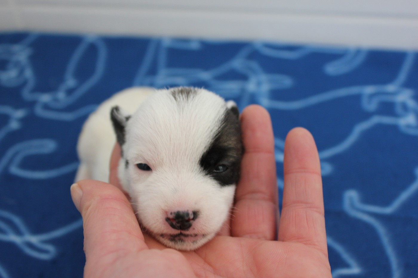 des Gres de Malleville - Chiots disponibles - Jack Russell Terrier