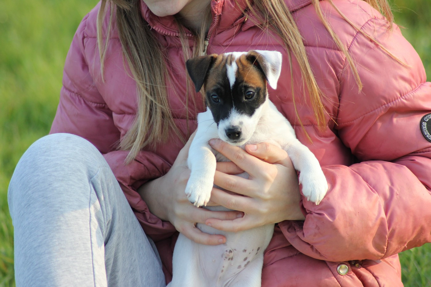 des Gres de Malleville - Chiots disponibles - Jack Russell Terrier