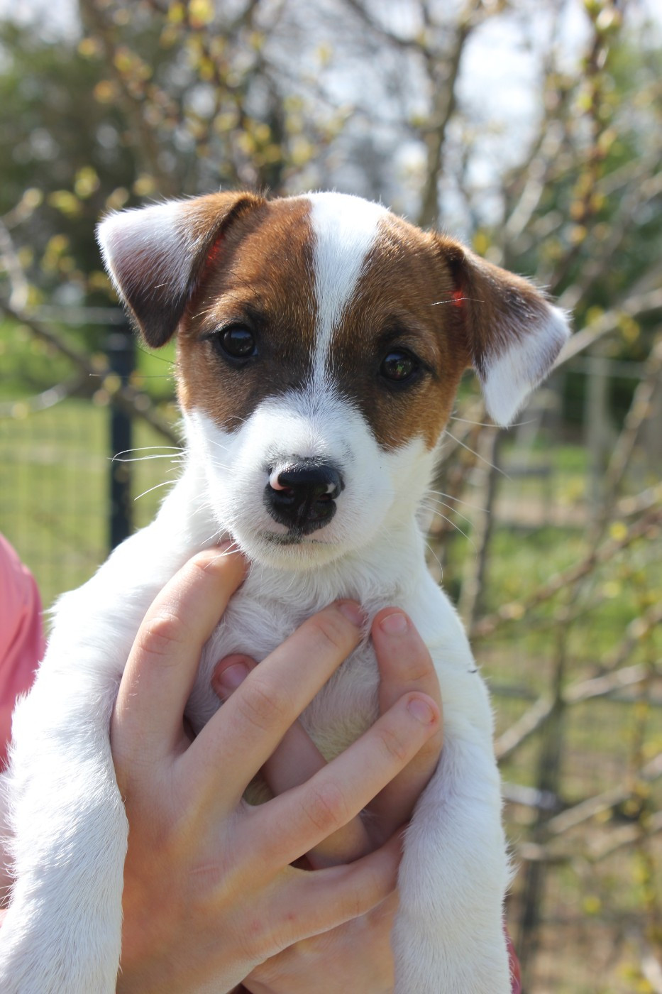 des Gres de Malleville - Jack Russell Terrier - Portée née le 20/01/2026