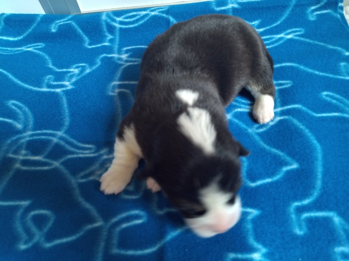 des Gres de Malleville - Chiots disponibles - Welsh Corgi Pembroke