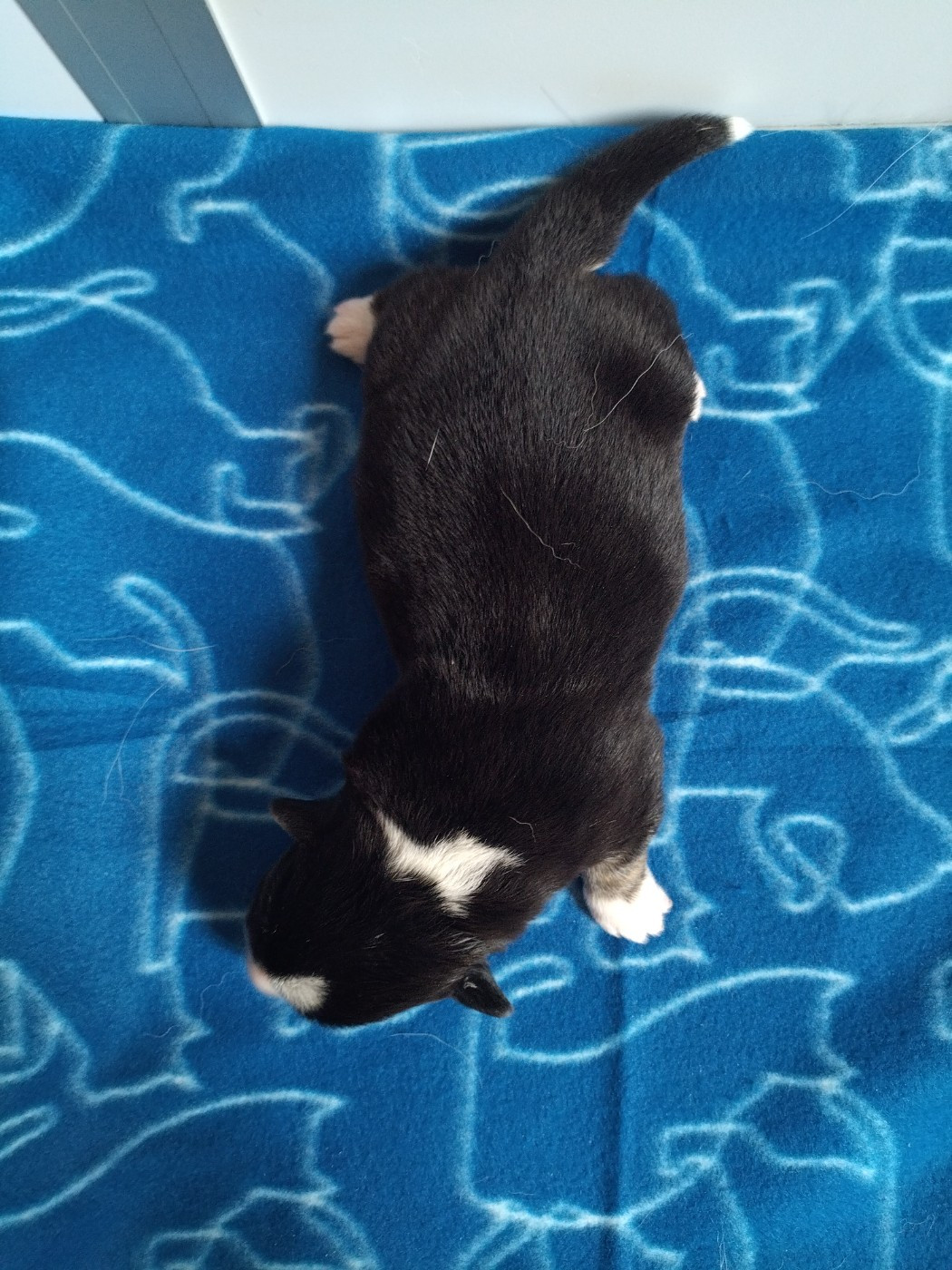 des Gres de Malleville - Chiots disponibles - Welsh Corgi Pembroke