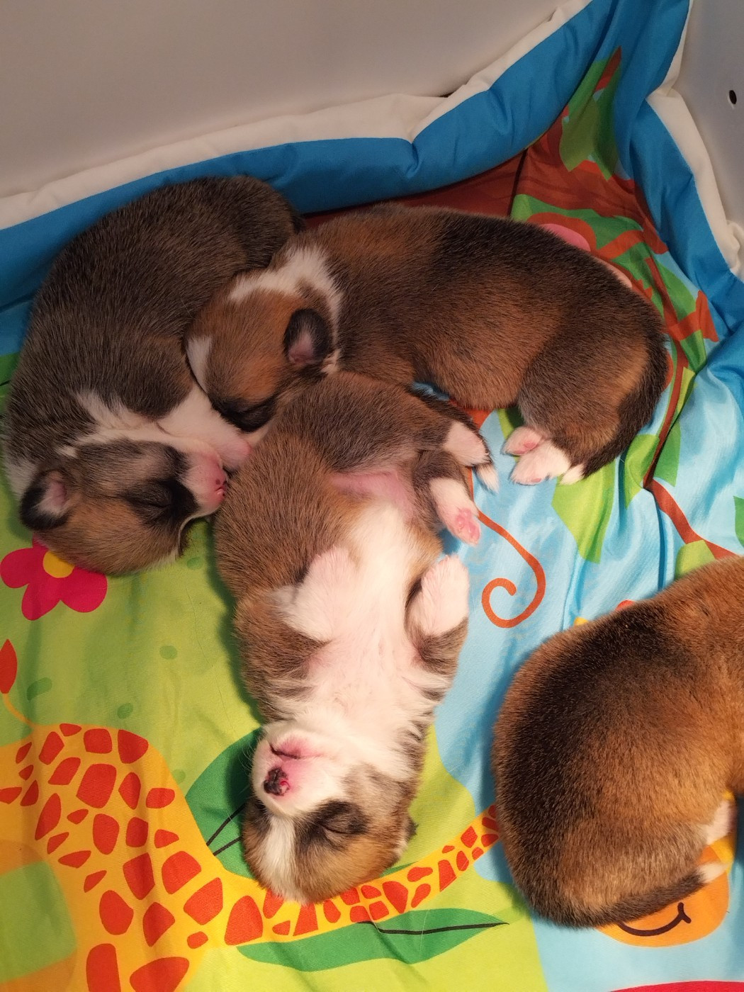 des Gres de Malleville - Chiots disponibles - Welsh Corgi Pembroke