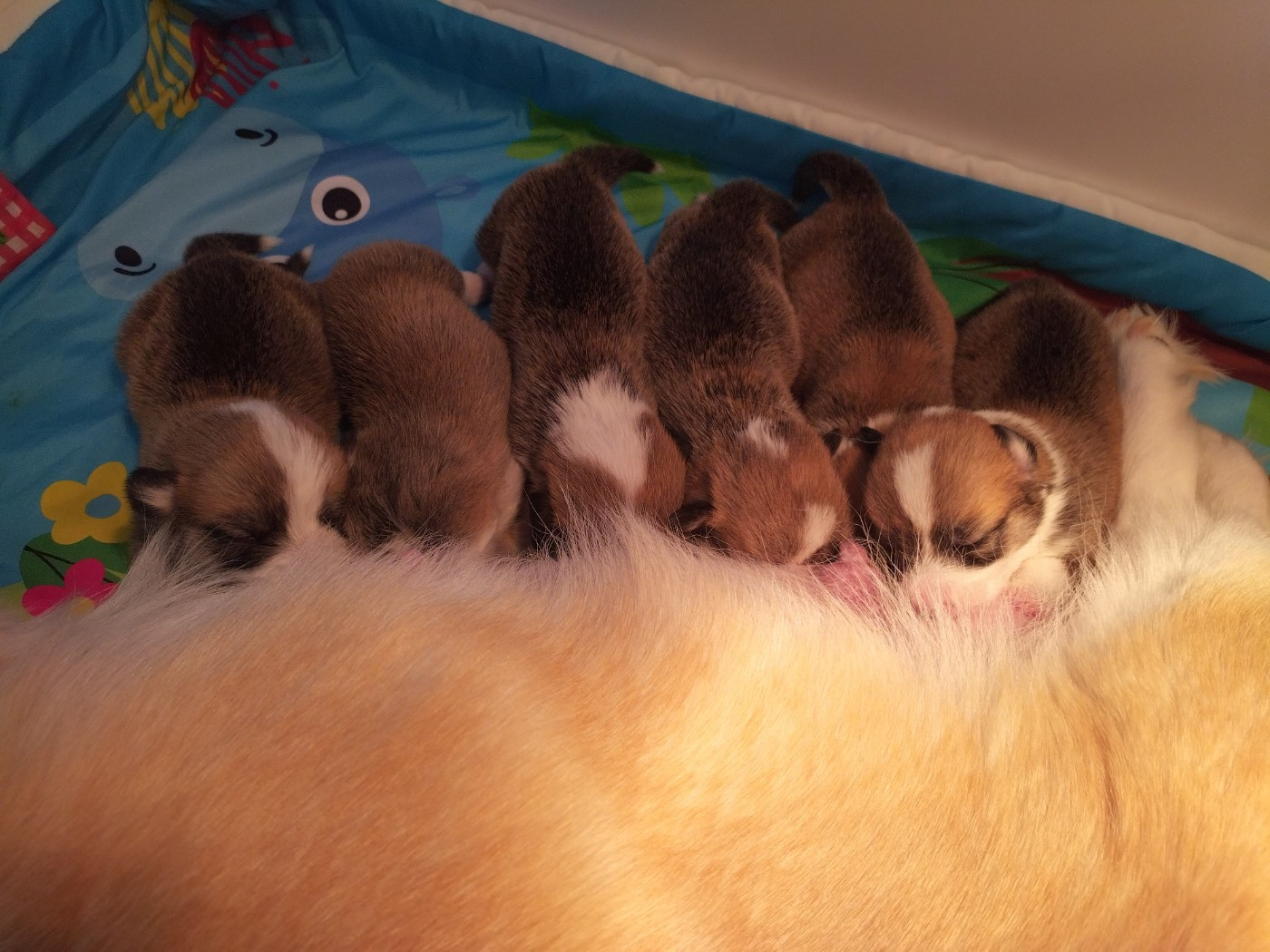 des Gres de Malleville - Chiots disponibles - Welsh Corgi Pembroke