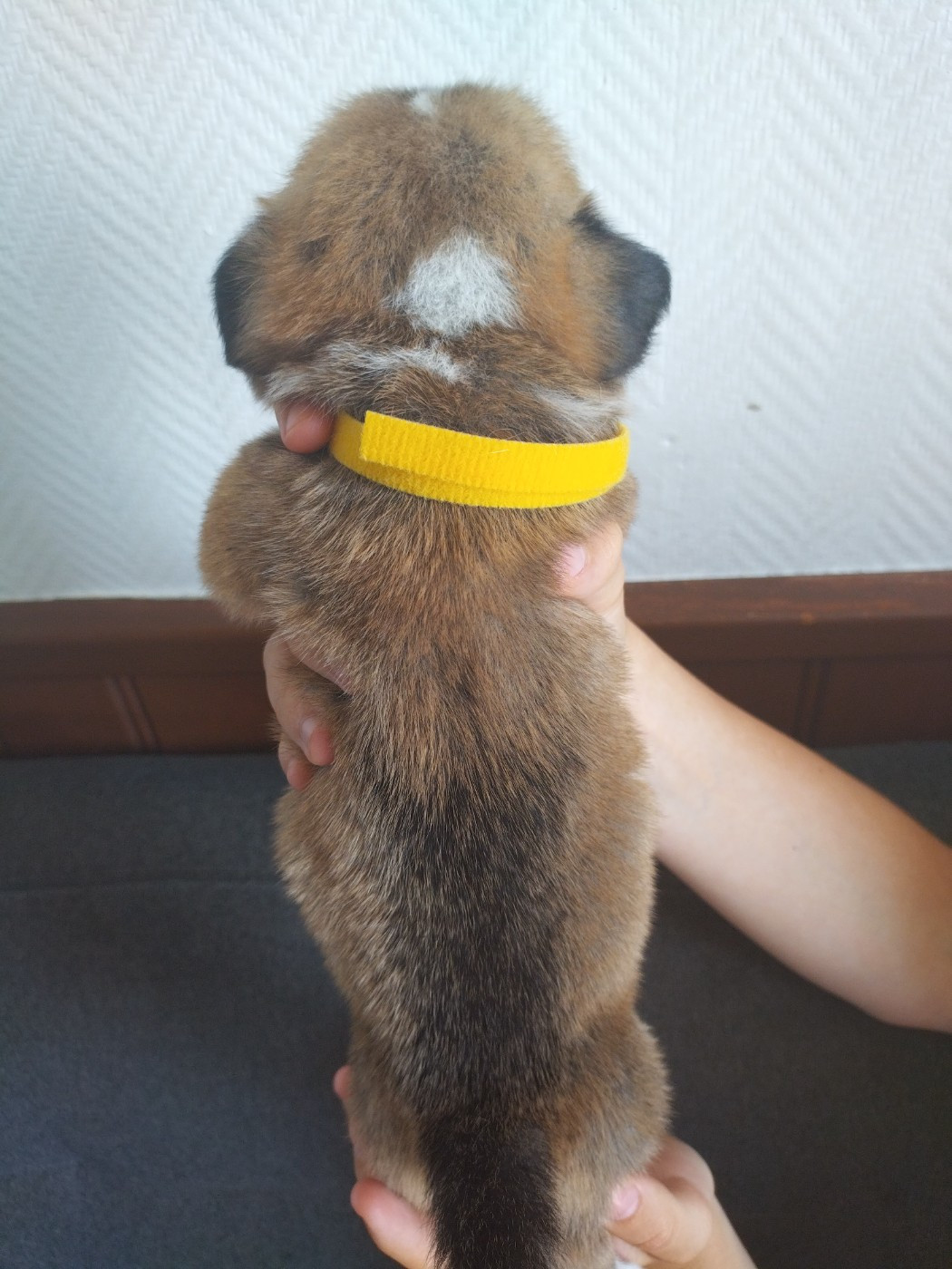 des Gres de Malleville - Chiots disponibles - Welsh Corgi Pembroke