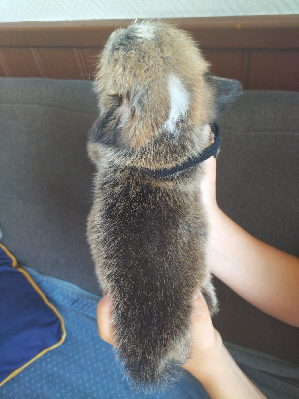 des Gres de Malleville - Chiots disponibles - Welsh Corgi Pembroke