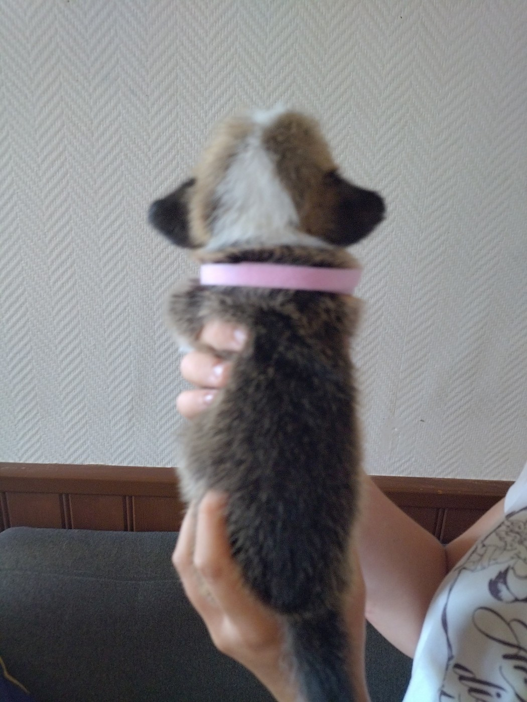 des Gres de Malleville - Chiots disponibles - Welsh Corgi Pembroke