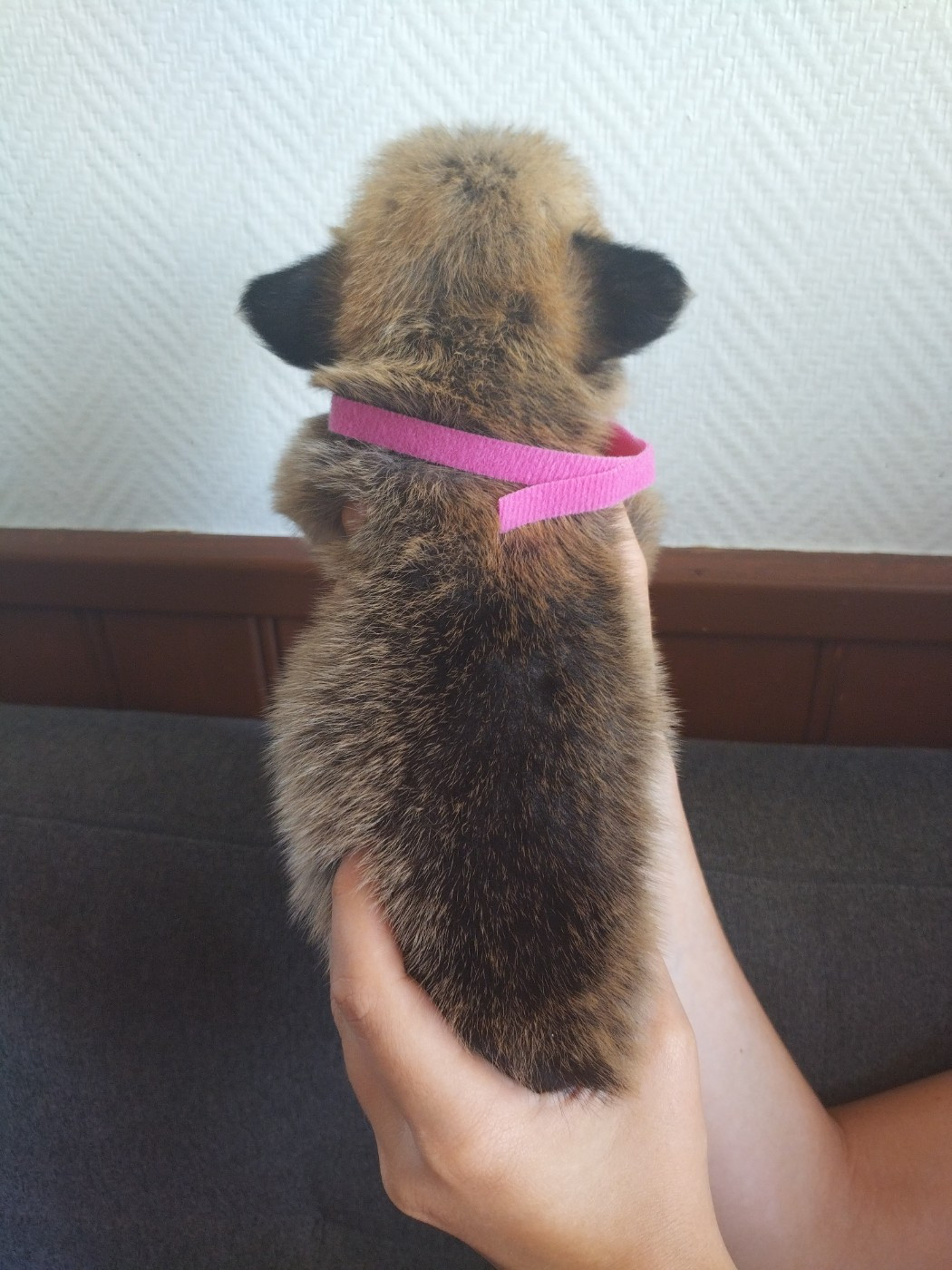 des Gres de Malleville - Chiots disponibles - Welsh Corgi Pembroke