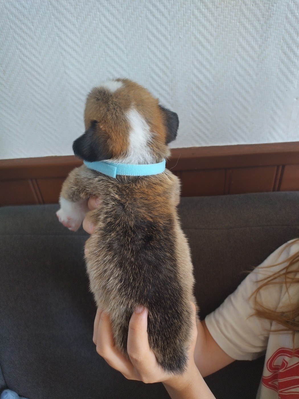 des Gres de Malleville - Chiots disponibles - Welsh Corgi Pembroke
