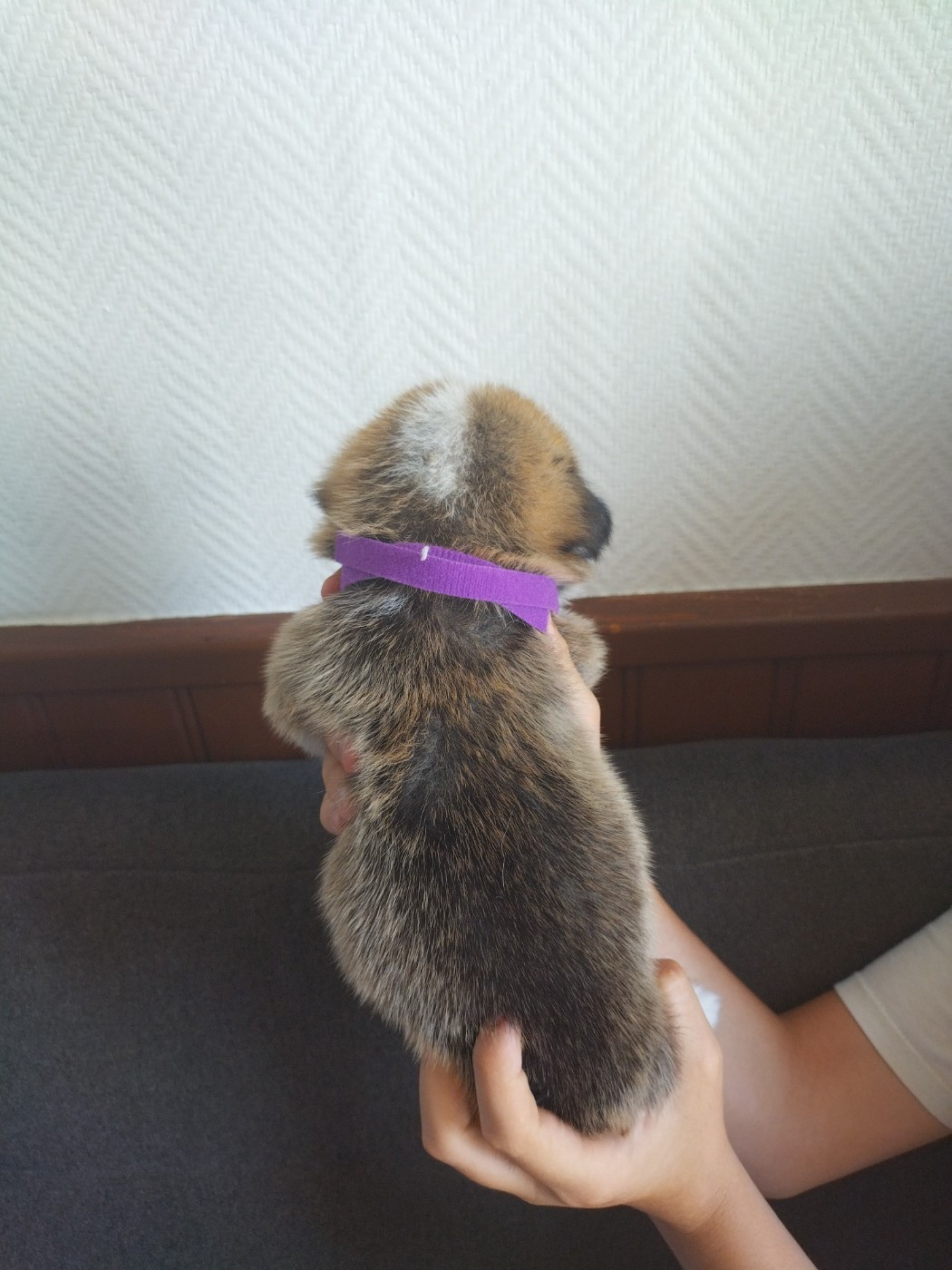 des Gres de Malleville - Chiots disponibles - Welsh Corgi Pembroke