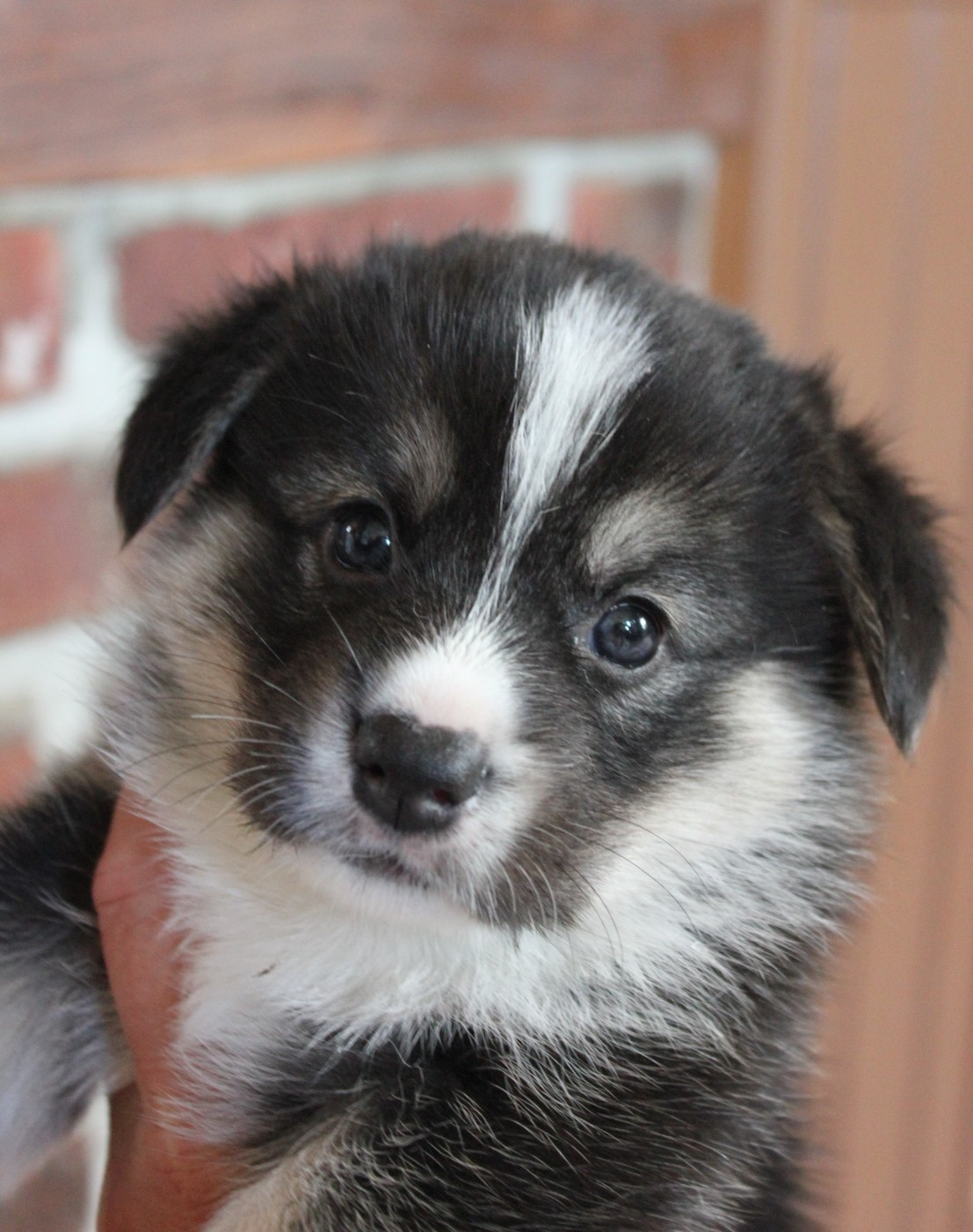 des Gres de Malleville - Chiots disponibles - Welsh Corgi Pembroke