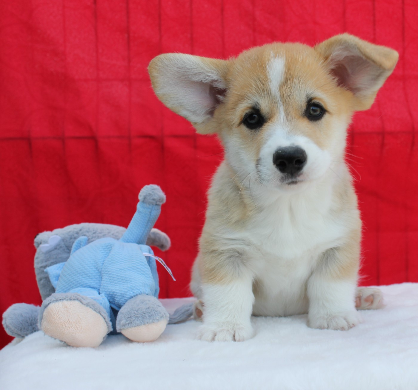 des Gres de Malleville - Chiots disponibles - Welsh Corgi Pembroke