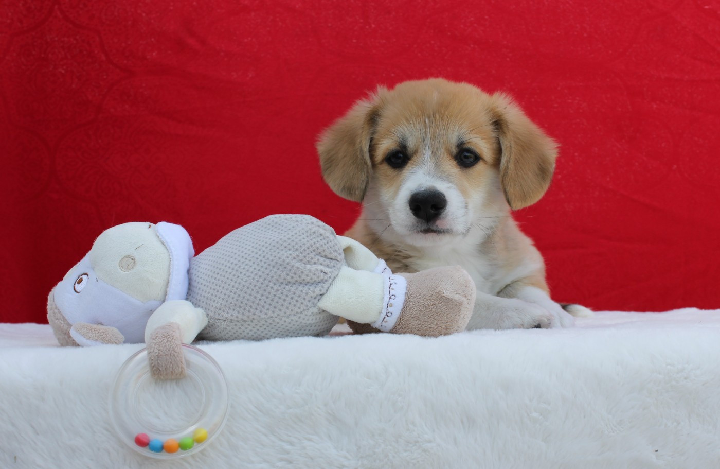 des Gres de Malleville - Chiots disponibles - Welsh Corgi Pembroke