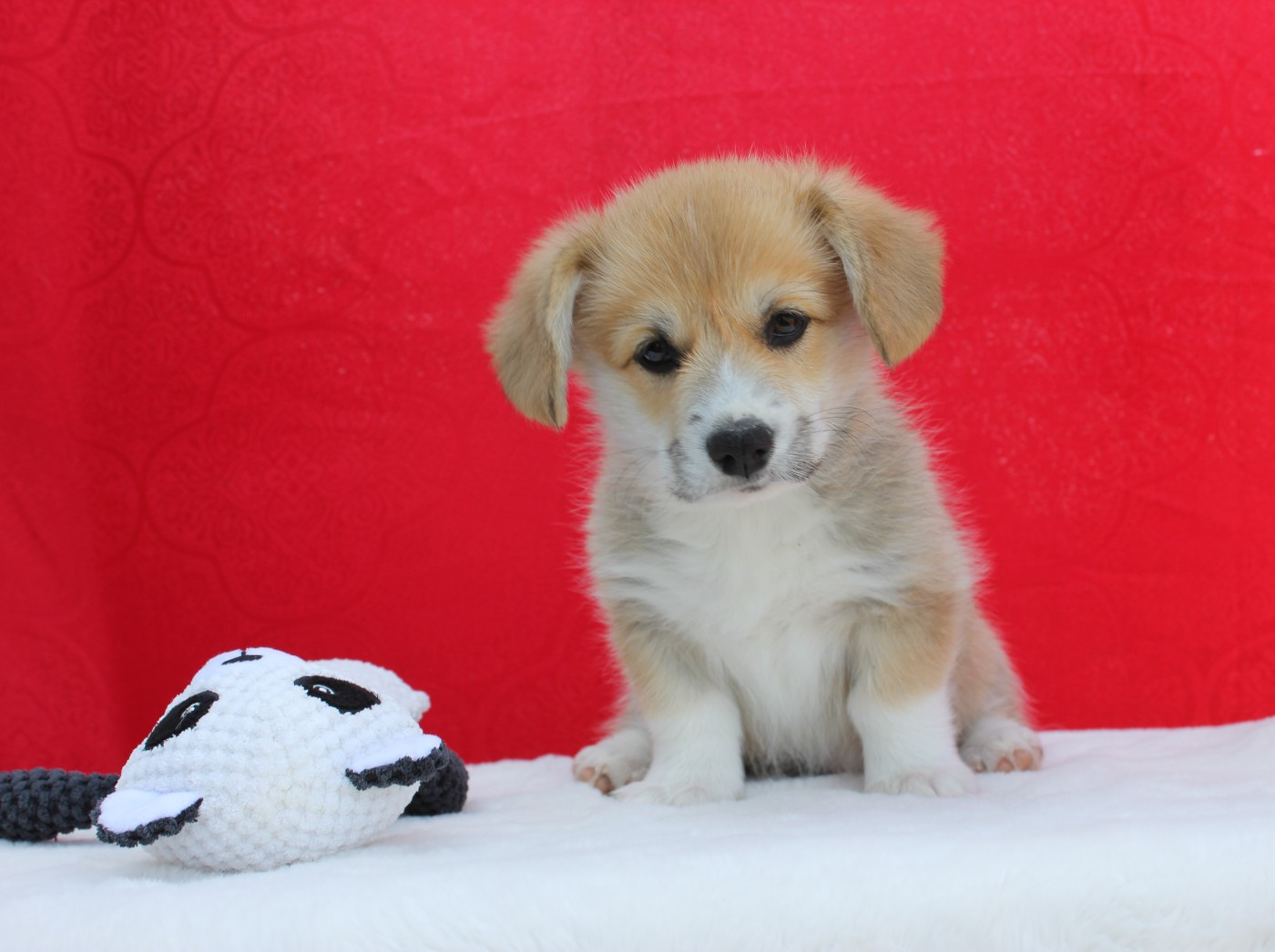 des Gres de Malleville - Chiots disponibles - Welsh Corgi Pembroke