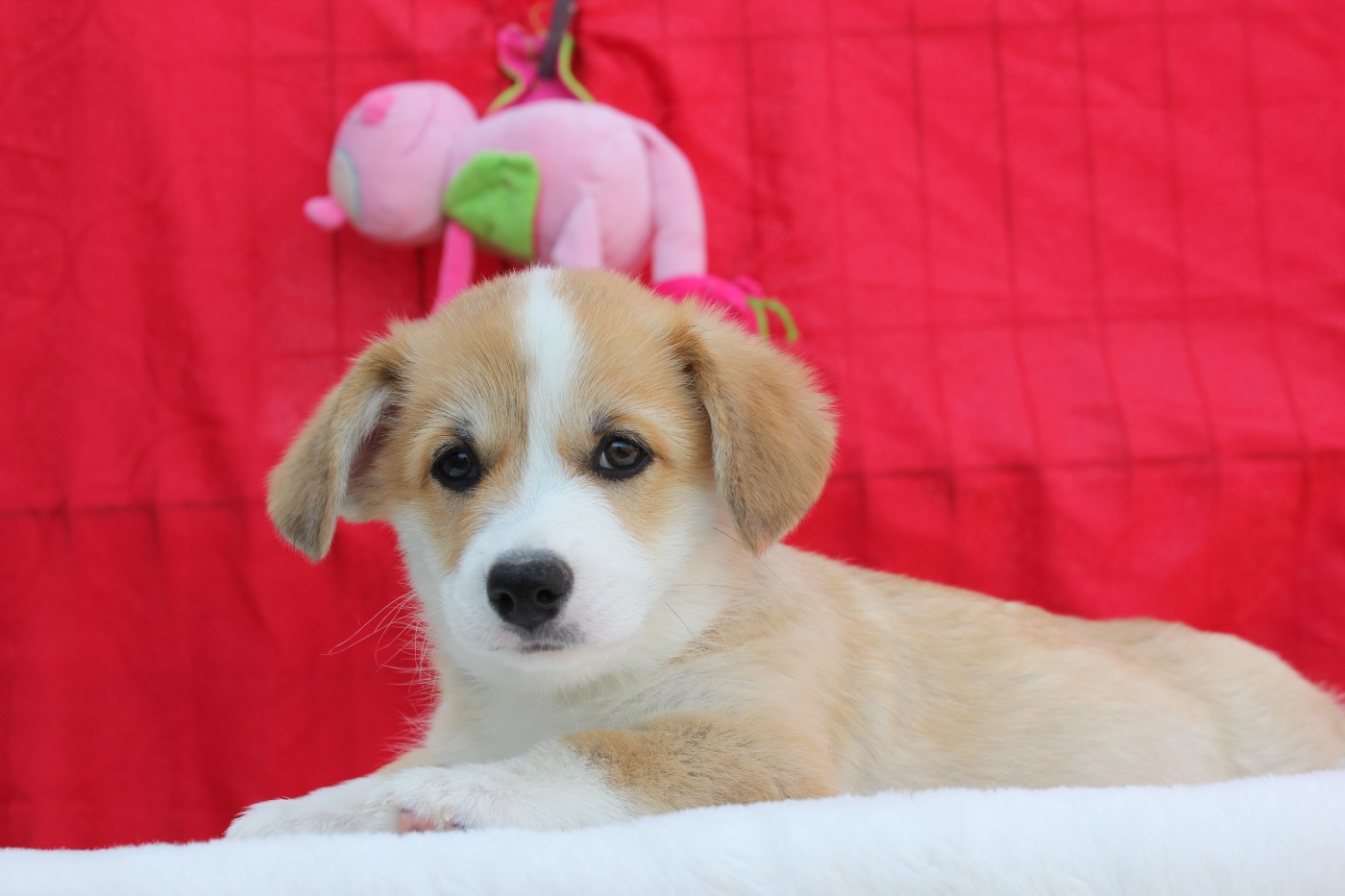 des Gres de Malleville - Chiots disponibles - Welsh Corgi Pembroke