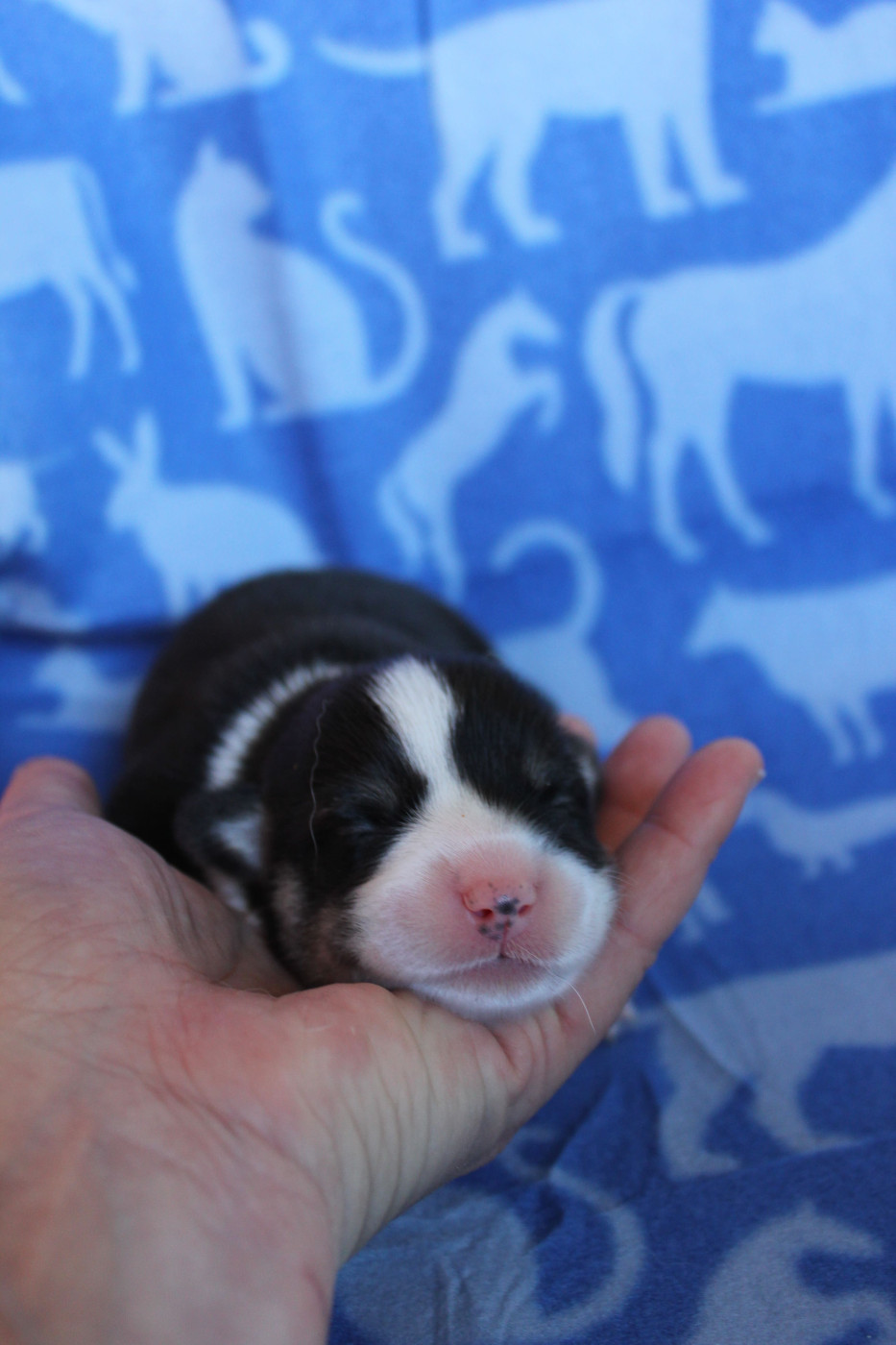 des Gres de Malleville - Chiots disponibles - Welsh Corgi Pembroke