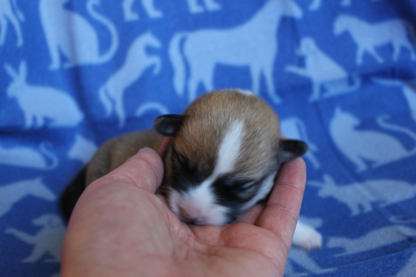 des Gres de Malleville - Chiots disponibles - Welsh Corgi Pembroke