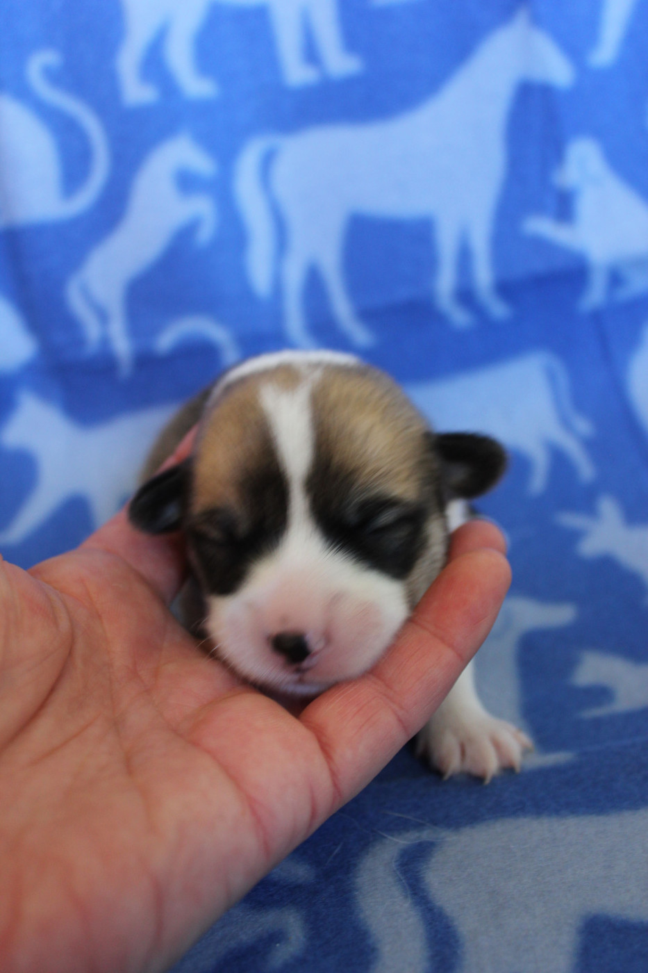 des Gres de Malleville - Chiots disponibles - Welsh Corgi Pembroke