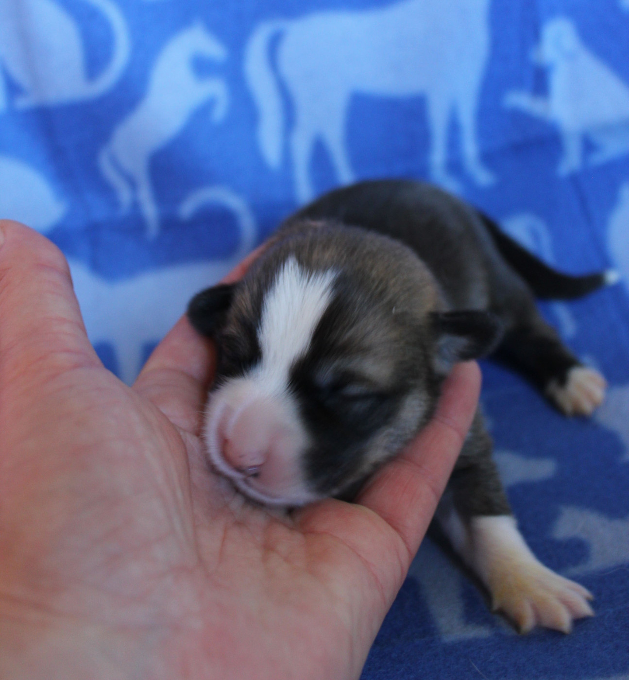 des Gres de Malleville - Chiots disponibles - Welsh Corgi Pembroke