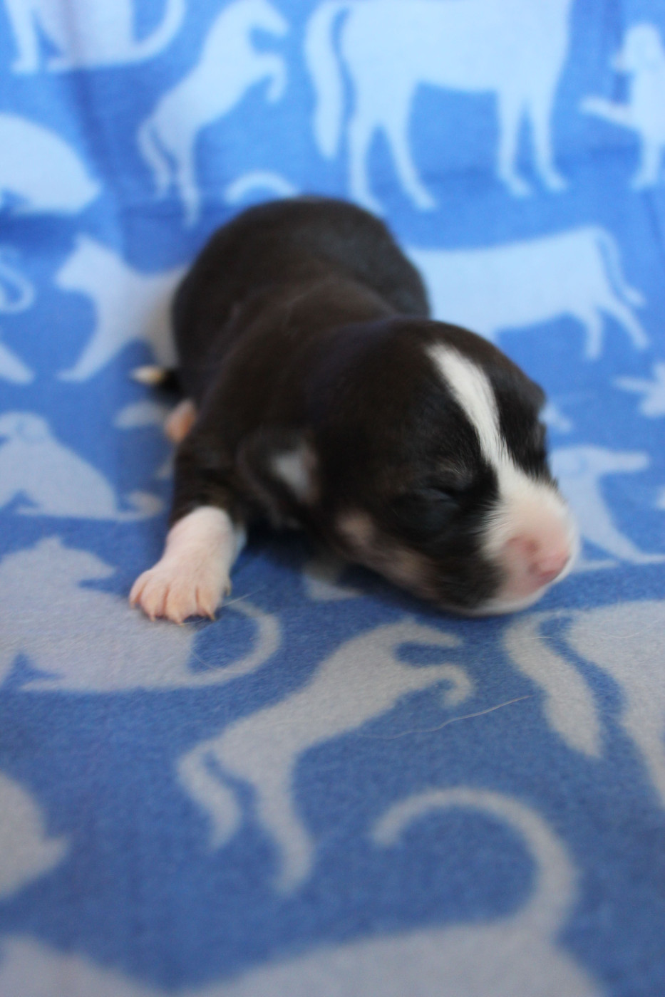 des Gres de Malleville - Chiots disponibles - Welsh Corgi Pembroke