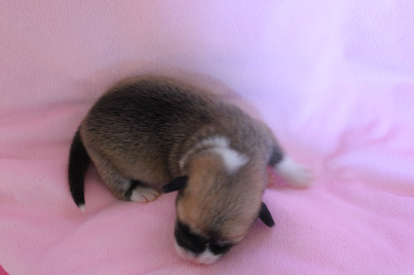des Gres de Malleville - Chiots disponibles - Welsh Corgi Pembroke