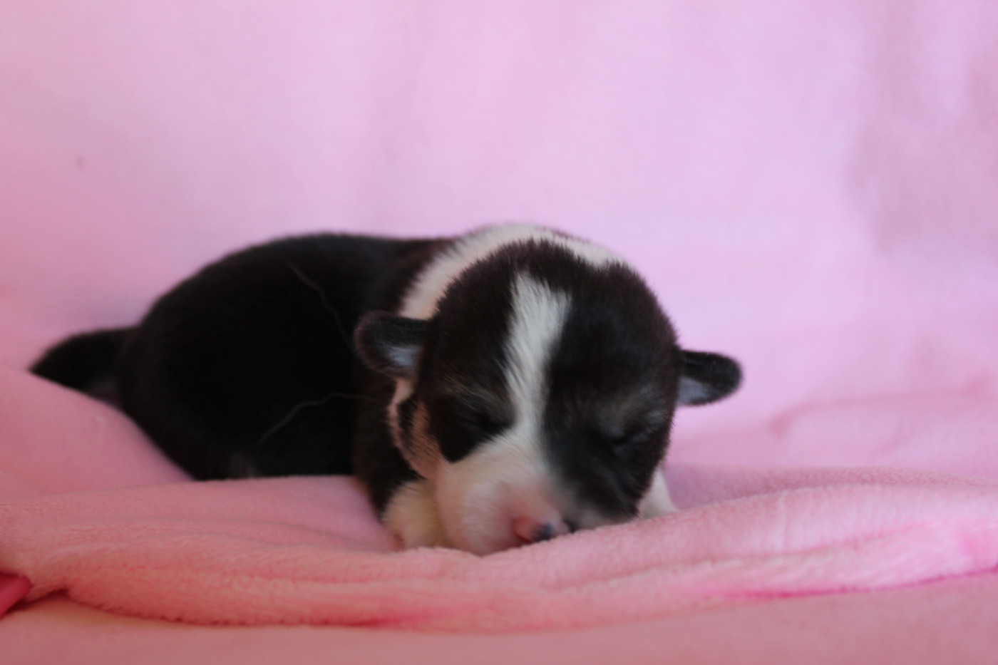 des Gres de Malleville - Chiots disponibles - Welsh Corgi Pembroke