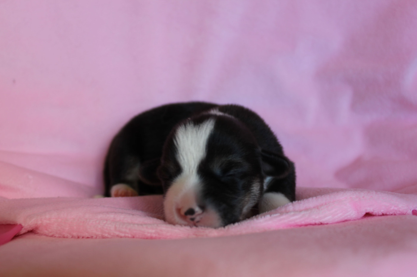 des Gres de Malleville - Chiots disponibles - Welsh Corgi Pembroke