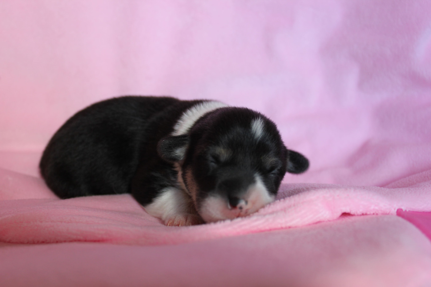 des Gres de Malleville - Chiots disponibles - Welsh Corgi Pembroke