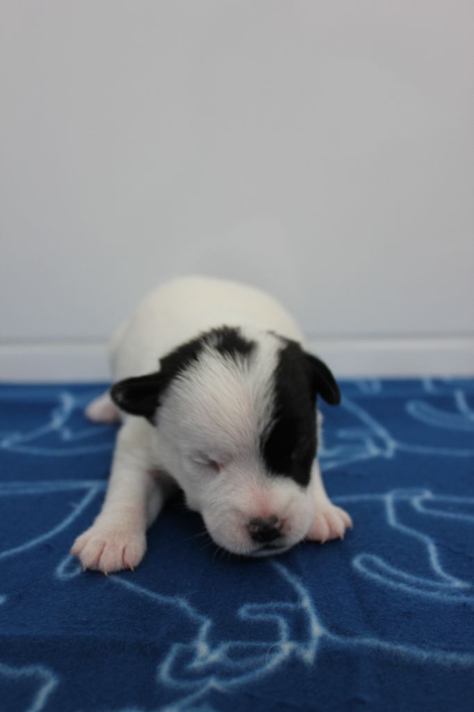des Gres de Malleville - Chiots disponibles - Jack Russell Terrier