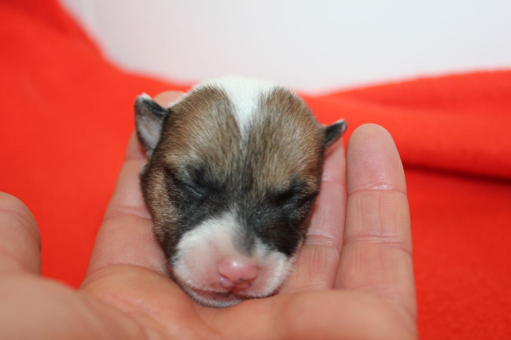 des Gres de Malleville - Chiots disponibles - Jack Russell Terrier