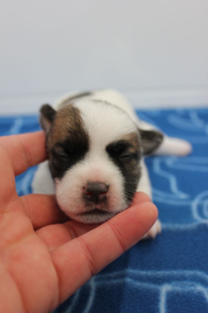 des Gres de Malleville - Chiots disponibles - Jack Russell Terrier