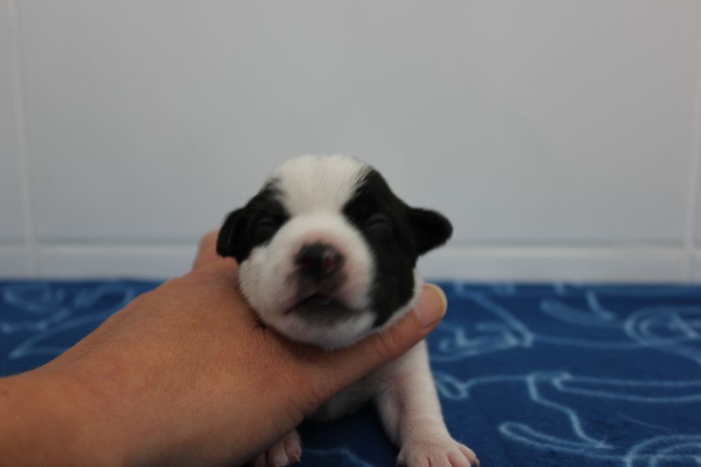 des Gres de Malleville - Chiots disponibles - Jack Russell Terrier