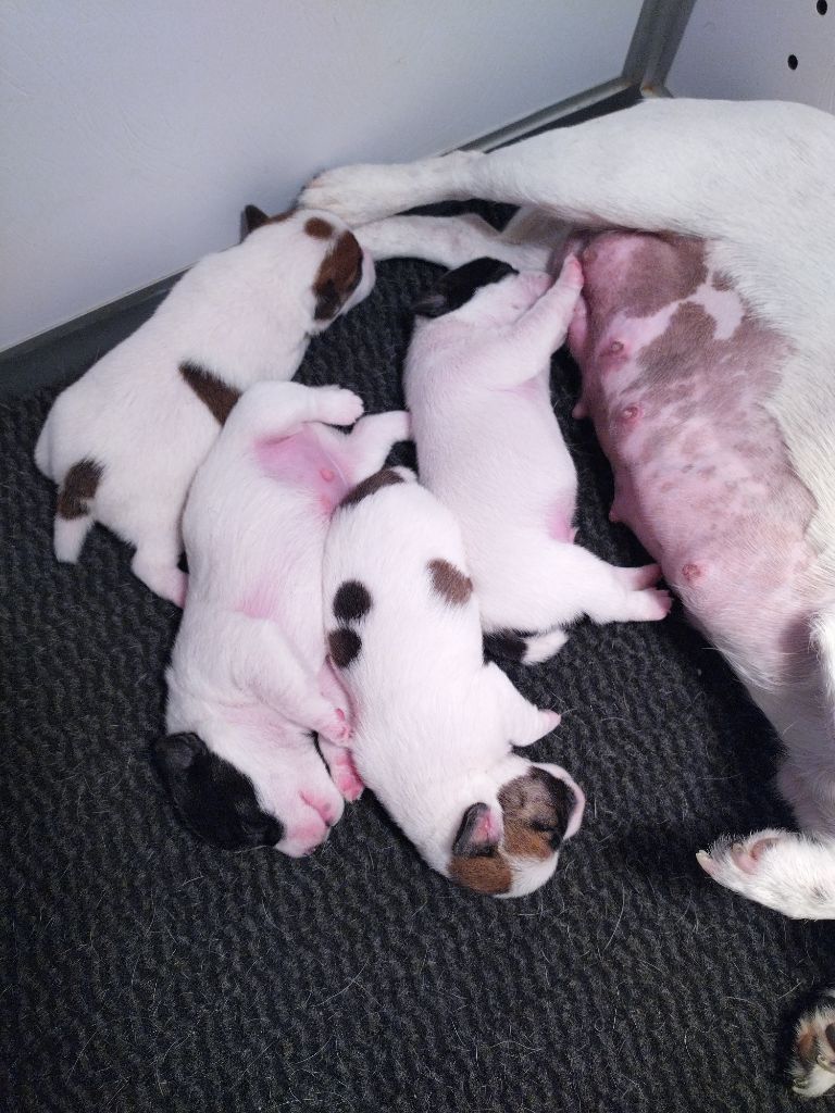 Chiot Jack Russell Terrier des Gres de Malleville