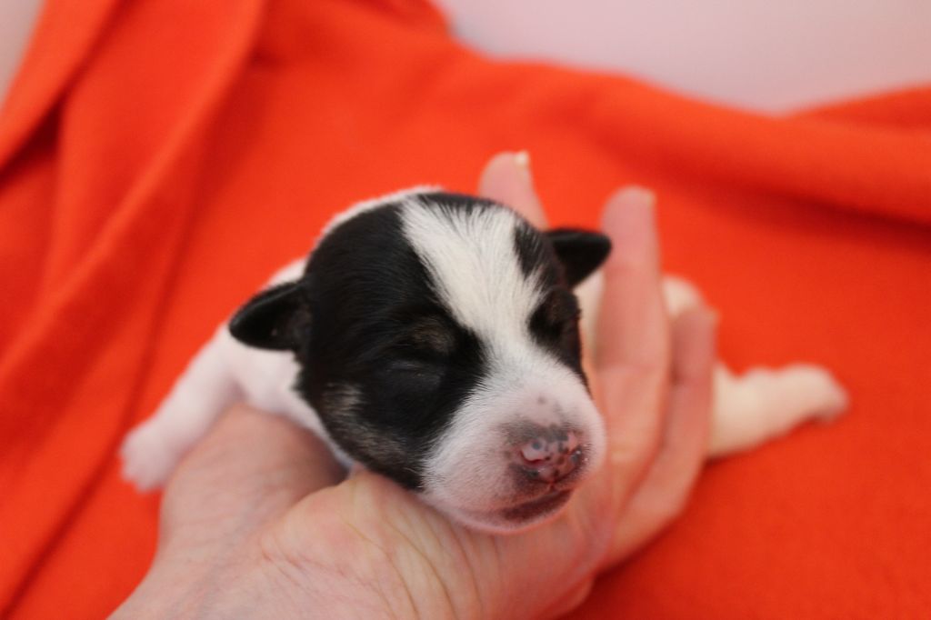 des Gres de Malleville - Chiots disponibles - Jack Russell Terrier