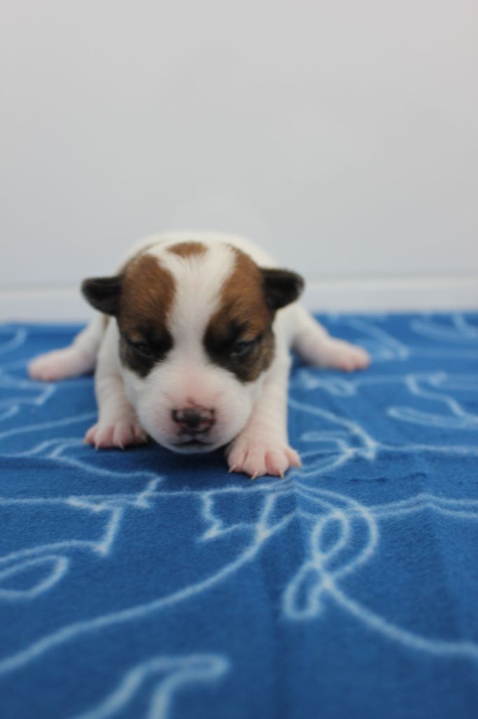 des Gres de Malleville - Chiots disponibles - Jack Russell Terrier